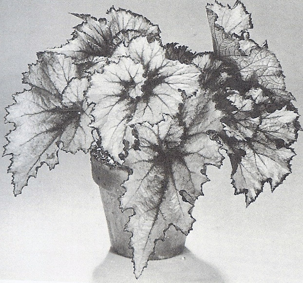 B. ‘Paul Blais’